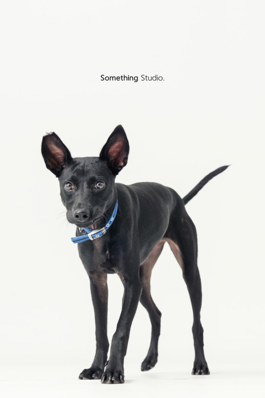 SOMETHINGSTUDIO,三牲工作室,三牲,中途攝影,寵物寫真,寵物攝影,寵物肖像,毛孩,毛孩寫真,汪星人,喵星人,兔星人,狗,米克斯,領養不棄養,領養代替購買