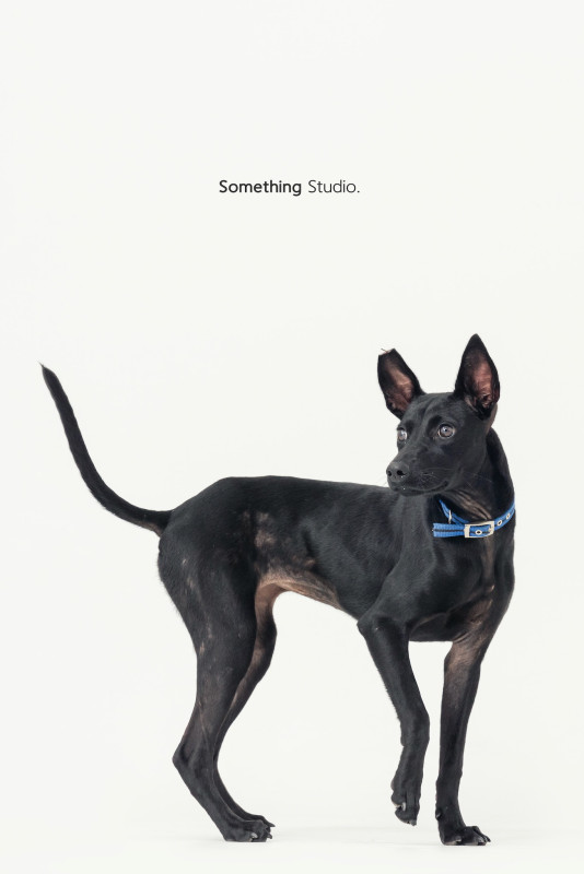 SOMETHINGSTUDIO,三牲工作室,三牲,中途攝影,寵物寫真,寵物攝影,寵物肖像,毛孩,毛孩寫真,汪星人,喵星人,兔星人,狗,米克斯,領養不棄養,領養代替購買