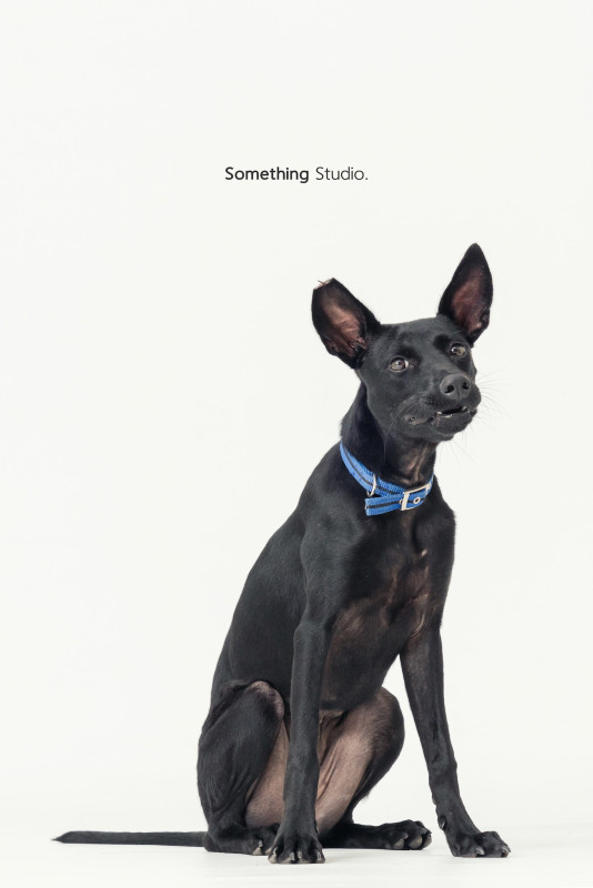 SOMETHINGSTUDIO,三牲工作室,三牲,中途攝影,寵物寫真,寵物攝影,寵物肖像,毛孩,毛孩寫真,汪星人,喵星人,兔星人,狗,米克斯,領養不棄養,領養代替購買