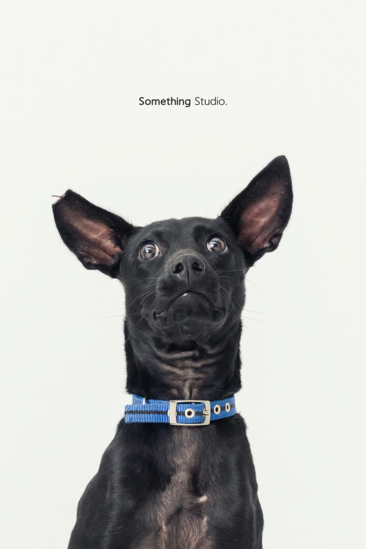SOMETHINGSTUDIO,三牲工作室,三牲,中途攝影,寵物寫真,寵物攝影,寵物肖像,毛孩,毛孩寫真,汪星人,喵星人,兔星人,狗,米克斯,領養不棄養,領養代替購買