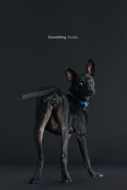 SOMETHINGSTUDIO,三牲工作室,三牲,中途攝影,寵物寫真,寵物攝影,寵物肖像,毛孩,毛孩寫真,汪星人,喵星人,兔星人,狗,米克斯,領養不棄養,領養代替購買