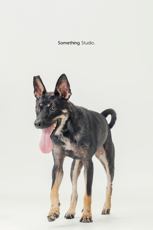 SOMETHINGSTUDIO,三牲工作室,三牲,中途攝影,寵物寫真,寵物攝影,寵物肖像,毛孩,毛孩寫真,汪星人,喵星人,狗,米克斯,領養不棄養,領養代替購買