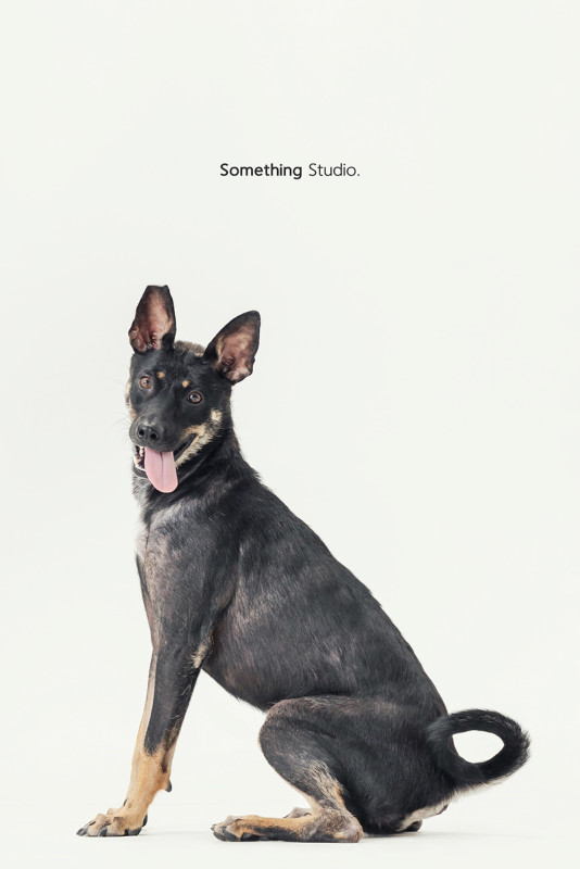 SOMETHINGSTUDIO,三牲工作室,三牲,中途攝影,寵物寫真,寵物攝影,寵物肖像,毛孩,毛孩寫真,汪星人,喵星人,狗,米克斯,領養不棄養,領養代替購買