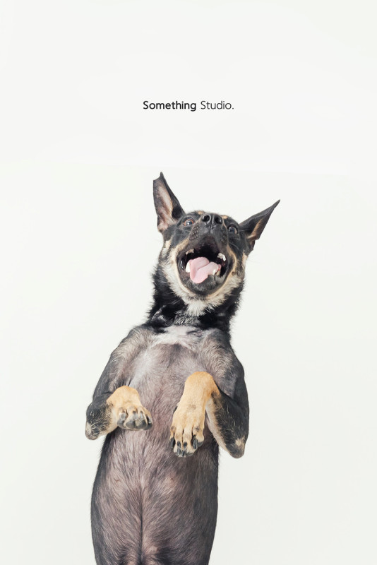 SOMETHINGSTUDIO,三牲工作室,三牲,中途攝影,寵物寫真,寵物攝影,寵物肖像,毛孩,毛孩寫真,汪星人,喵星人,狗,米克斯,領養不棄養,領養代替購買