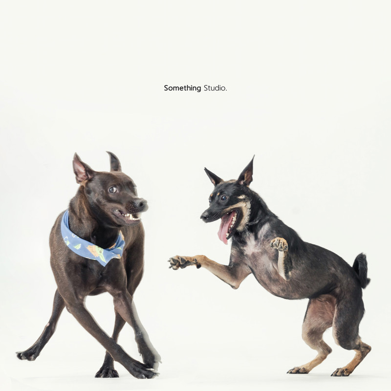 SOMETHINGSTUDIO,三牲工作室,三牲,中途攝影,寵物寫真,寵物攝影,寵物肖像,毛孩,毛孩寫真,汪星人,喵星人,狗,米克斯,領養不棄養,領養代替購買