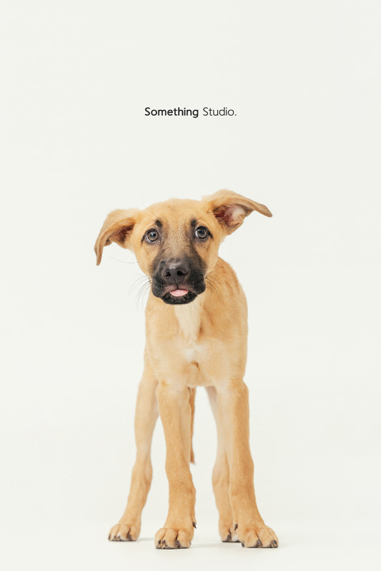 SOMETHINGSTUDIO,三牲工作室,三牲,中途攝影,寵物寫真,寵物攝影,寵物肖像,毛孩,毛孩寫真,汪星人,喵星人,狗,米克斯,領養不棄養,領養代替購買