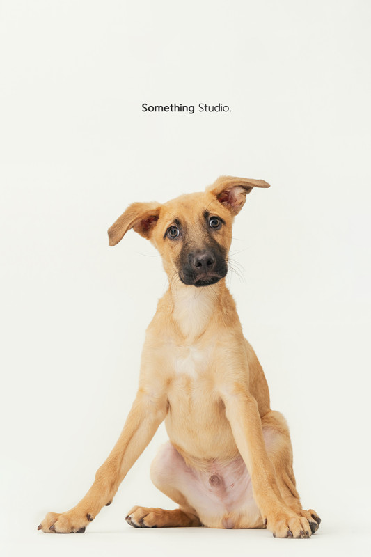 SOMETHINGSTUDIO,三牲工作室,三牲,中途攝影,寵物寫真,寵物攝影,寵物肖像,毛孩,毛孩寫真,汪星人,喵星人,狗,米克斯,領養不棄養,領養代替購買