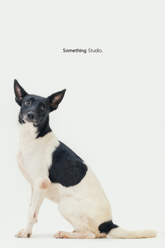 SOMETHINGSTUDIO,三牲工作室,三牲,中途攝影,寵物寫真,寵物攝影,寵物肖像,毛孩,毛孩寫真,汪星人,喵星人,燕巢收容所,狗,米克斯,領養不棄養,領養代替購買