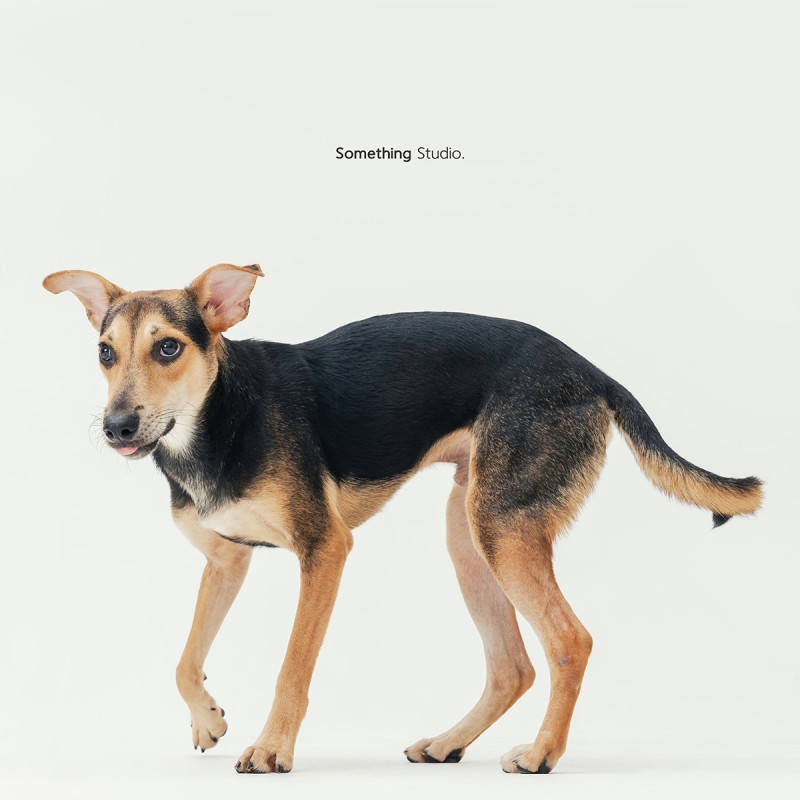 SOMETHINGSTUDIO,三牲工作室,三牲,中途攝影,寵物寫真,寵物攝影,寵物肖像,毛孩,毛孩寫真,汪星人,喵星人,燕巢收容所,狗,米克斯,領養不棄養,領養代替購買