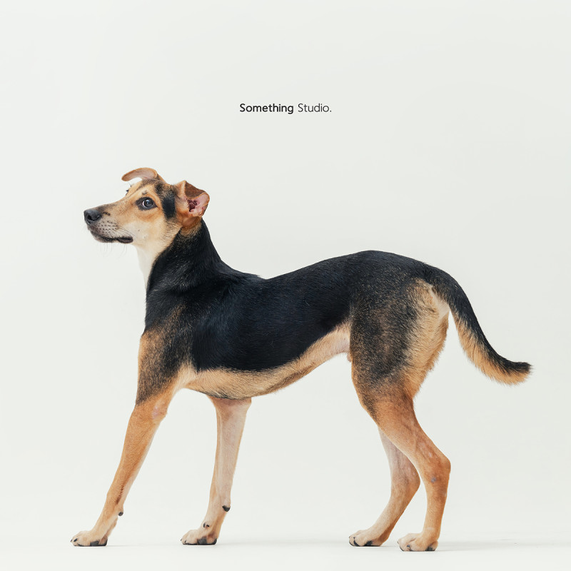 SOMETHINGSTUDIO,三牲工作室,三牲,中途攝影,寵物寫真,寵物攝影,寵物肖像,毛孩,毛孩寫真,汪星人,喵星人,燕巢收容所,狗,米克斯,領養不棄養,領養代替購買