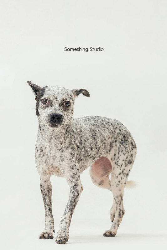 SOMETHINGSTUDIO,三牲工作室,三牲,中途攝影,寵物寫真,寵物攝影,寵物肖像,毛孩,毛孩寫真,汪星人,喵星人,燕巢收容所,狗,米克斯,領養不棄養,領養代替購買