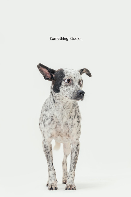 SOMETHINGSTUDIO,三牲工作室,三牲,中途攝影,寵物寫真,寵物攝影,寵物肖像,毛孩,毛孩寫真,汪星人,喵星人,燕巢收容所,狗,米克斯,領養不棄養,領養代替購買