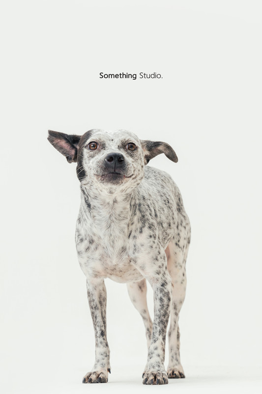 SOMETHINGSTUDIO,三牲工作室,三牲,中途攝影,寵物寫真,寵物攝影,寵物肖像,毛孩,毛孩寫真,汪星人,喵星人,燕巢收容所,狗,米克斯,領養不棄養,領養代替購買