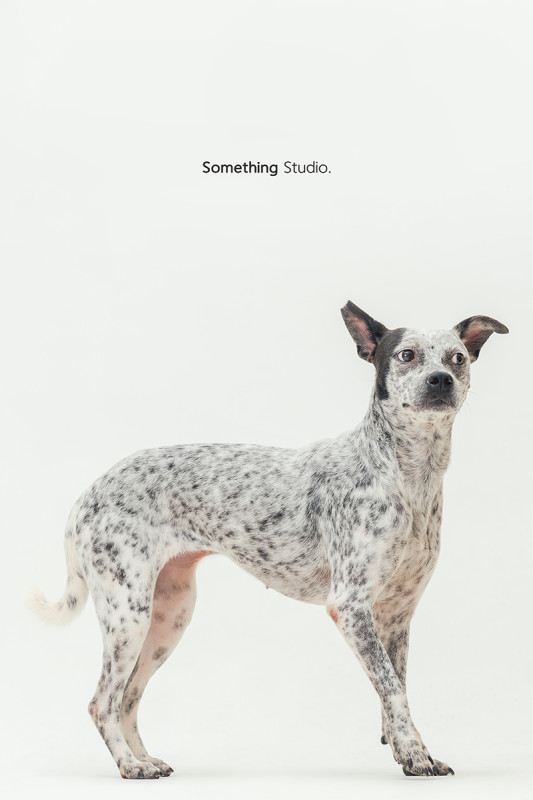 SOMETHINGSTUDIO,三牲工作室,三牲,中途攝影,寵物寫真,寵物攝影,寵物肖像,毛孩,毛孩寫真,汪星人,喵星人,燕巢收容所,狗,米克斯,領養不棄養,領養代替購買