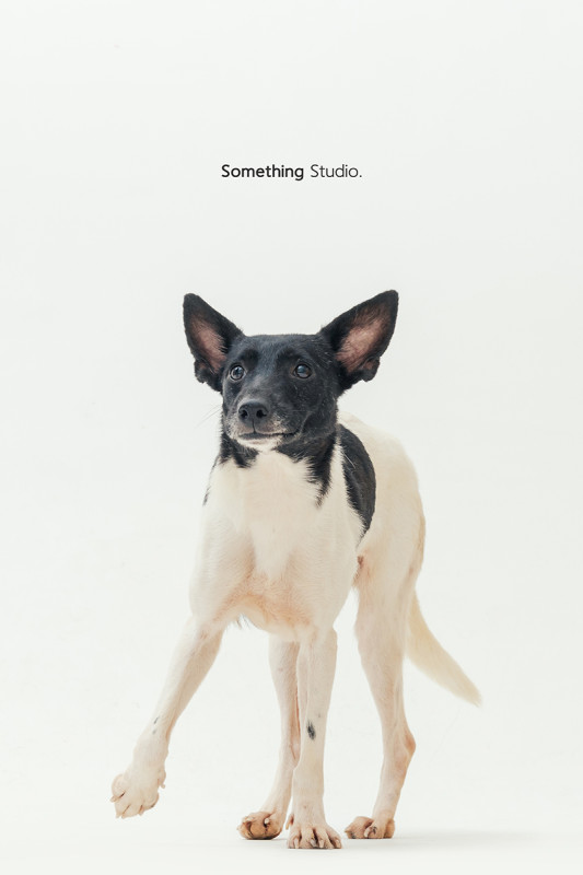 SOMETHINGSTUDIO,三牲工作室,三牲,中途攝影,寵物寫真,寵物攝影,寵物肖像,毛孩,毛孩寫真,汪星人,喵星人,燕巢收容所,狗,米克斯,領養不棄養,領養代替購買