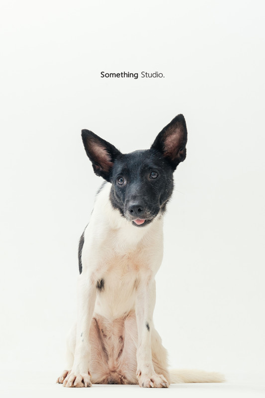 SOMETHINGSTUDIO,三牲工作室,三牲,中途攝影,寵物寫真,寵物攝影,寵物肖像,毛孩,毛孩寫真,汪星人,喵星人,燕巢收容所,狗,米克斯,領養不棄養,領養代替購買