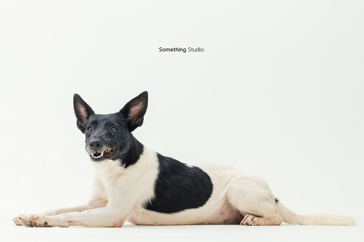 SOMETHINGSTUDIO,三牲工作室,三牲,中途攝影,寵物寫真,寵物攝影,寵物肖像,毛孩,毛孩寫真,汪星人,喵星人,燕巢收容所,狗,米克斯,領養不棄養,領養代替購買