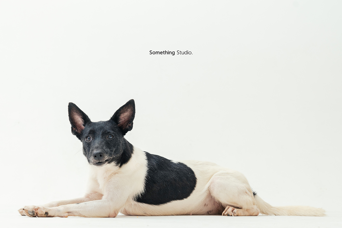 SOMETHINGSTUDIO,三牲工作室,三牲,中途攝影,寵物寫真,寵物攝影,寵物肖像,毛孩,毛孩寫真,汪星人,喵星人,燕巢收容所,狗,米克斯,領養不棄養,領養代替購買