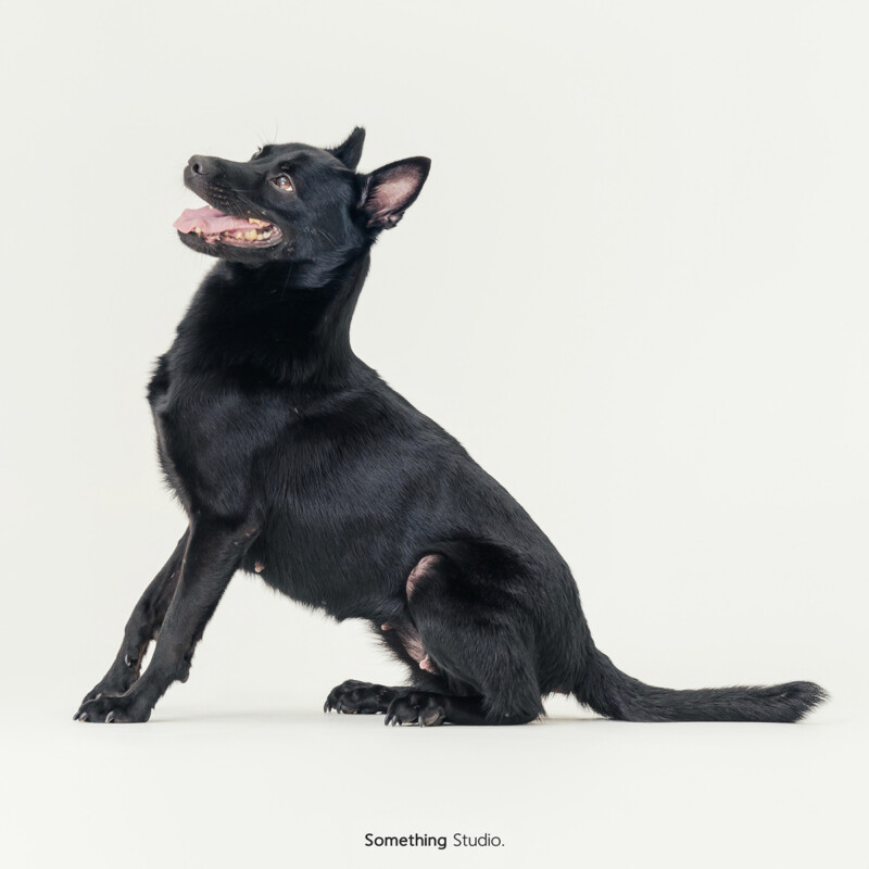 SOMETHINGSTUDIO,三牲工作室,三牲,中途攝影,寵物寫真,寵物攝影,寵物肖像,毛孩,毛孩寫真,汪星人,喵星人,兔星人,狗,米克斯,領養不棄養,領養代替購買