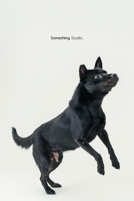 SOMETHINGSTUDIO,三牲工作室,三牲,中途攝影,寵物寫真,寵物攝影,寵物肖像,毛孩,毛孩寫真,汪星人,喵星人,兔星人,狗,米克斯,領養不棄養,領養代替購買