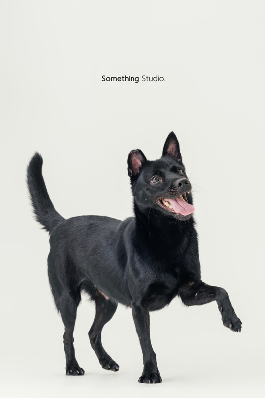 SOMETHINGSTUDIO,三牲工作室,三牲,中途攝影,寵物寫真,寵物攝影,寵物肖像,毛孩,毛孩寫真,汪星人,喵星人,兔星人,狗,米克斯,領養不棄養,領養代替購買