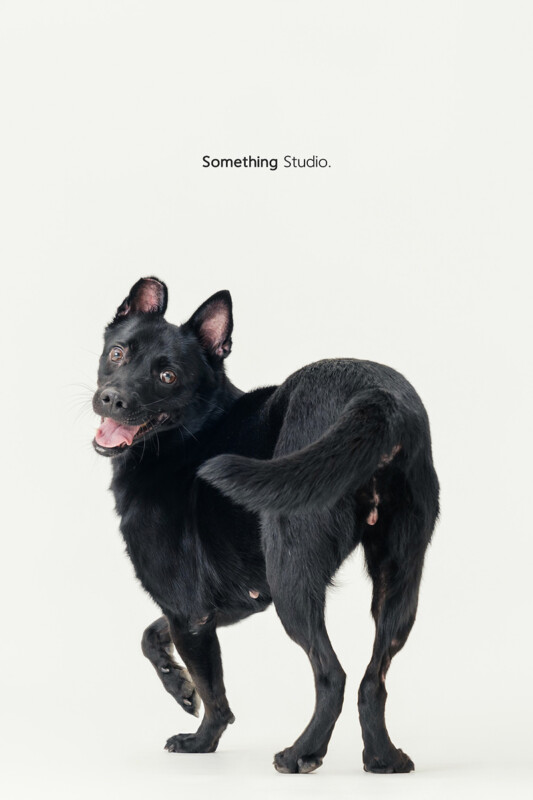 SOMETHINGSTUDIO,三牲工作室,三牲,中途攝影,寵物寫真,寵物攝影,寵物肖像,毛孩,毛孩寫真,汪星人,喵星人,兔星人,狗,米克斯,領養不棄養,領養代替購買