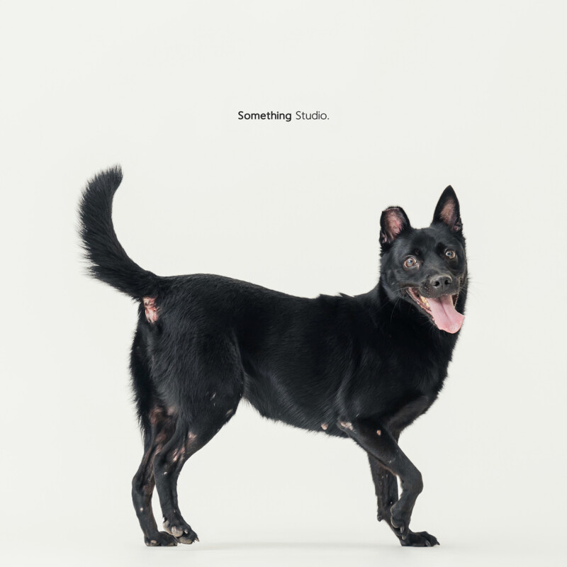 SOMETHINGSTUDIO,三牲工作室,三牲,中途攝影,寵物寫真,寵物攝影,寵物肖像,毛孩,毛孩寫真,汪星人,喵星人,兔星人,狗,米克斯,領養不棄養,領養代替購買