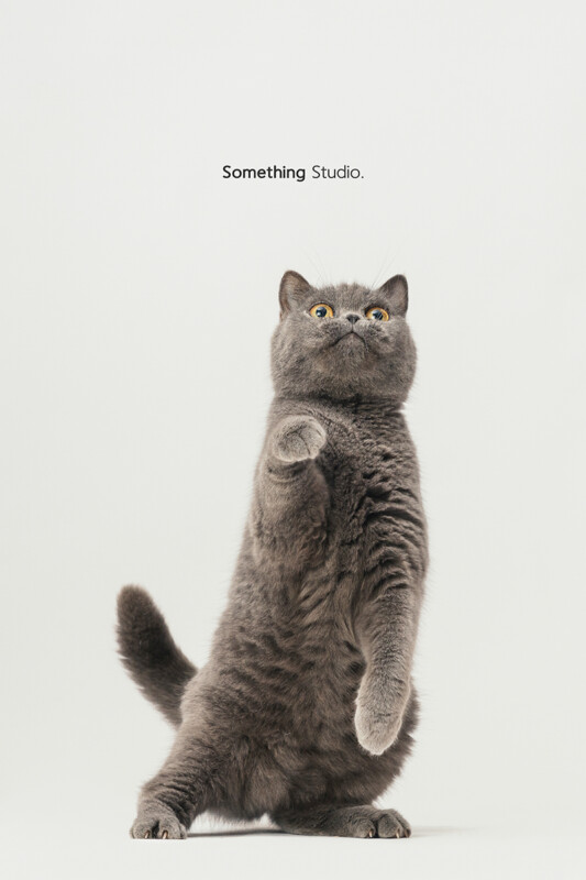 SOMETHINGSTUDIO,三牲工作室,三牲,中途攝影,寵物寫真,寵物攝影,寵物肖像,毛孩,毛孩寫真,汪星人,喵星人,狗,米克斯,領養不棄養,領養代替購買