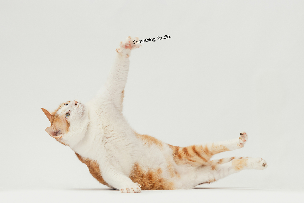 SOMETHINGSTUDIO,三牲工作室,三牲,中途攝影,寵物寫真,寵物攝影,寵物肖像,毛孩,毛孩寫真,汪星人,喵星人,狗,米克斯,領養不棄養,領養代替購買