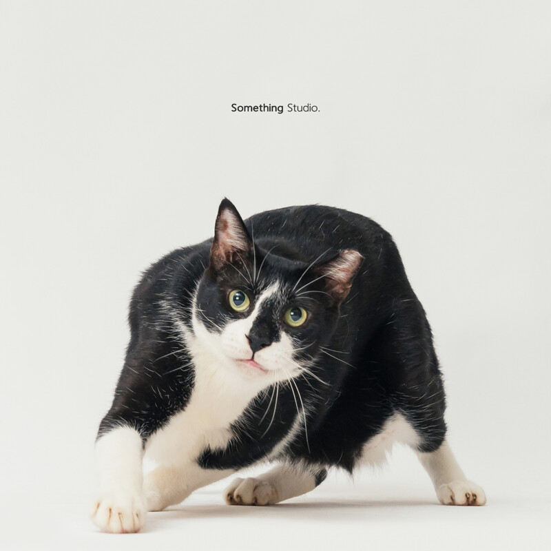 SOMETHINGSTUDIO,三牲工作室,三牲,中途攝影,寵物寫真,寵物攝影,寵物肖像,毛孩,毛孩寫真,汪星人,喵星人,狗,米克斯,領養不棄養,領養代替購買