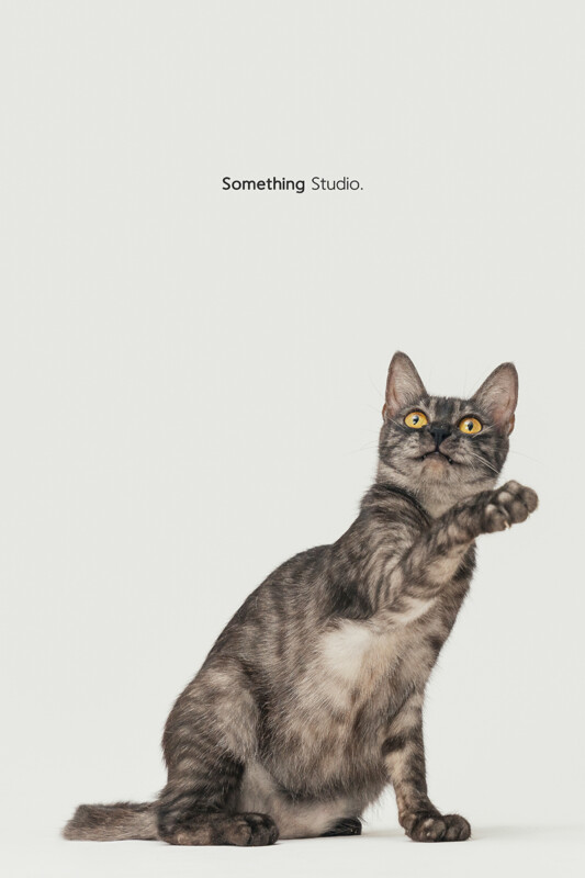 SOMETHINGSTUDIO,三牲工作室,三牲,中途攝影,寵物寫真,寵物攝影,寵物肖像,毛孩,毛孩寫真,汪星人,喵星人,狗,米克斯,領養不棄養,領養代替購買