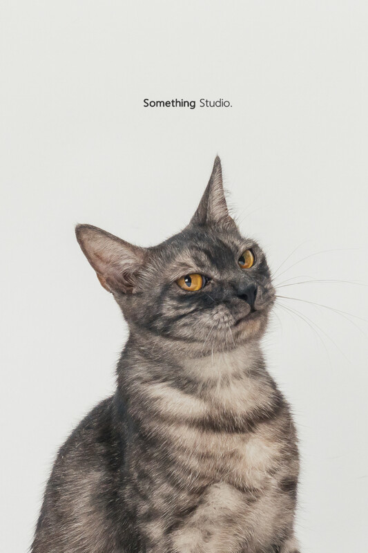 SOMETHINGSTUDIO,三牲工作室,三牲,中途攝影,寵物寫真,寵物攝影,寵物肖像,毛孩,毛孩寫真,汪星人,喵星人,狗,米克斯,領養不棄養,領養代替購買