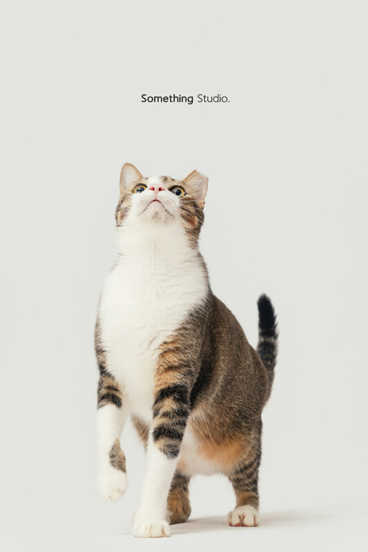 SOMETHINGSTUDIO,三牲工作室,三牲,中途攝影,寵物寫真,寵物攝影,寵物肖像,毛孩,毛孩寫真,汪星人,喵星人,狗,米克斯,領養不棄養,領養代替購買