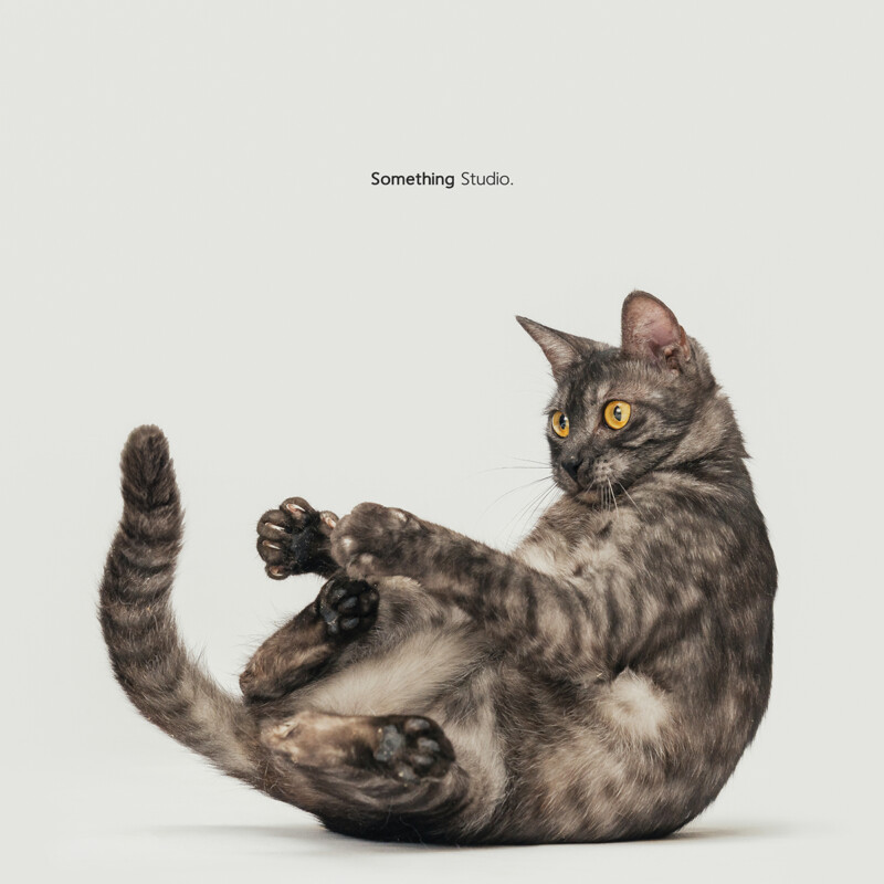 SOMETHINGSTUDIO,三牲工作室,三牲,中途攝影,寵物寫真,寵物攝影,寵物肖像,毛孩,毛孩寫真,汪星人,喵星人,狗,米克斯,領養不棄養,領養代替購買