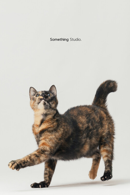 SOMETHINGSTUDIO,三牲工作室,三牲,中途攝影,寵物寫真,寵物攝影,寵物肖像,毛孩,毛孩寫真,汪星人,喵星人,狗,米克斯,領養不棄養,領養代替購買