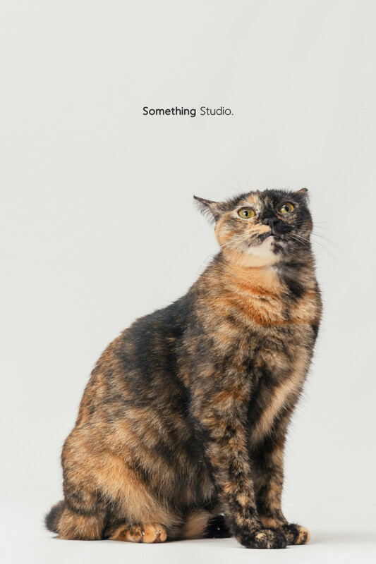 SOMETHINGSTUDIO,三牲工作室,三牲,中途攝影,寵物寫真,寵物攝影,寵物肖像,毛孩,毛孩寫真,汪星人,喵星人,狗,米克斯,領養不棄養,領養代替購買
