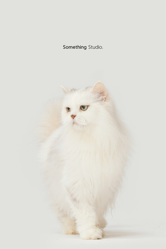 SOMETHINGSTUDIO,三牲工作室,三牲,中途攝影,寵物寫真,寵物攝影,寵物肖像,毛孩,毛孩寫真,汪星人,喵星人,狗,米克斯,領養不棄養,領養代替購買