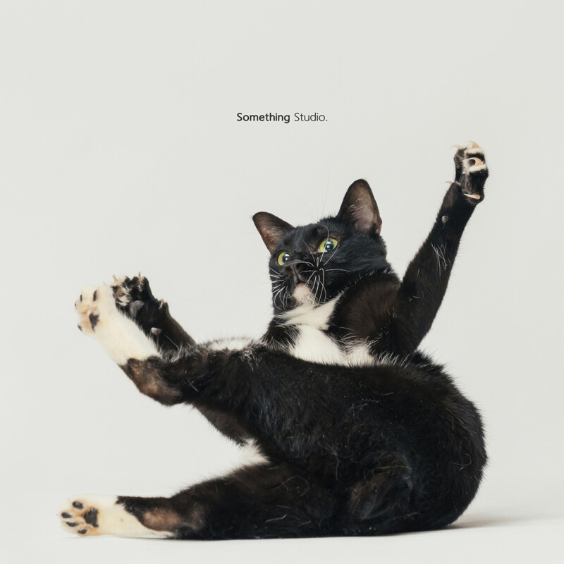 SOMETHINGSTUDIO,三牲工作室,三牲,中途攝影,寵物寫真,寵物攝影,寵物肖像,毛孩,毛孩寫真,汪星人,喵星人,狗,米克斯,領養不棄養,領養代替購買