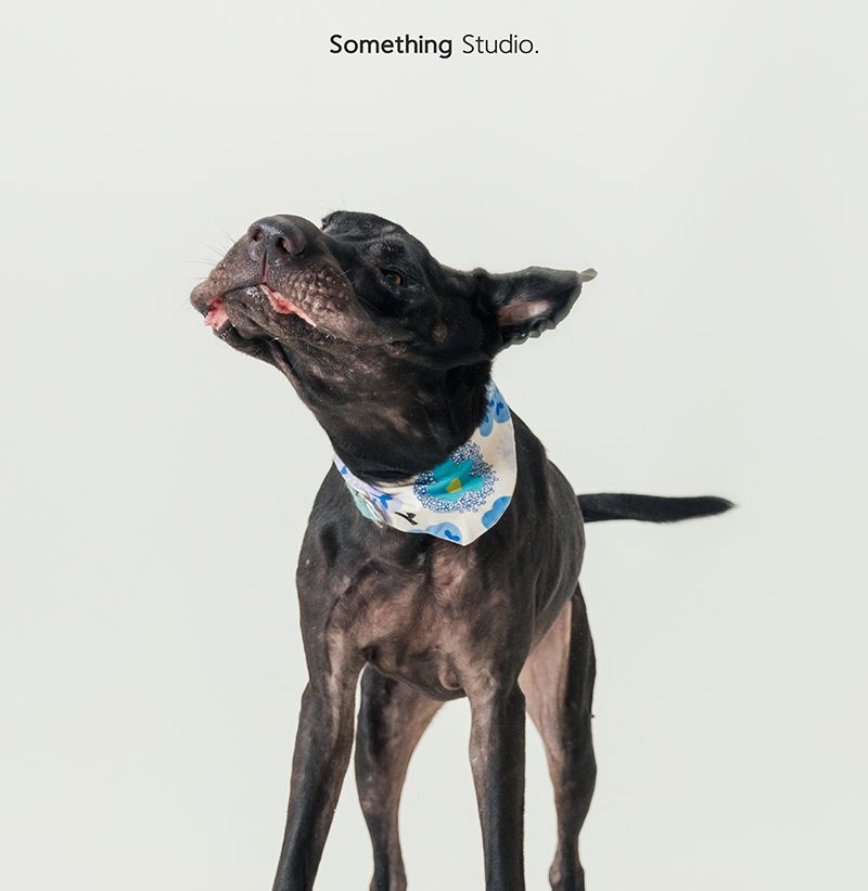寵物攝影,米克斯,三牲,三牲工作室,somethingstudio,something,待領養,送養,中途攝影,黑狗
