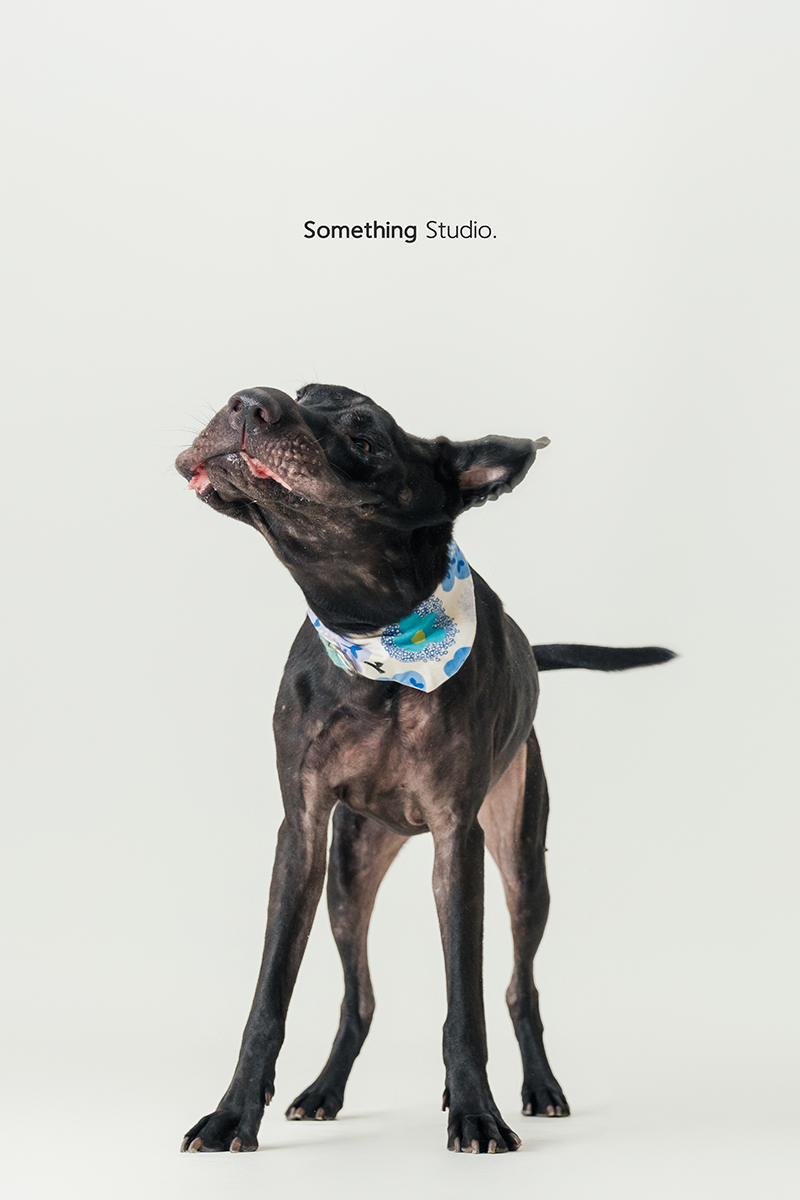 寵物攝影,米克斯,三牲,三牲工作室,somethingstudio,something,待領養,送養,中途攝影,黑狗