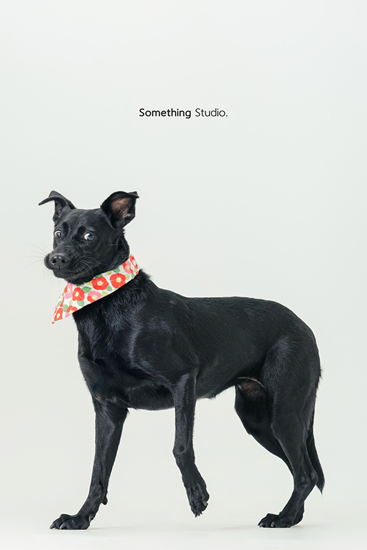 寵物攝影,米克斯,三牲,三牲工作室,somethingstudio,something,待領養,送養,中途攝影,黑狗