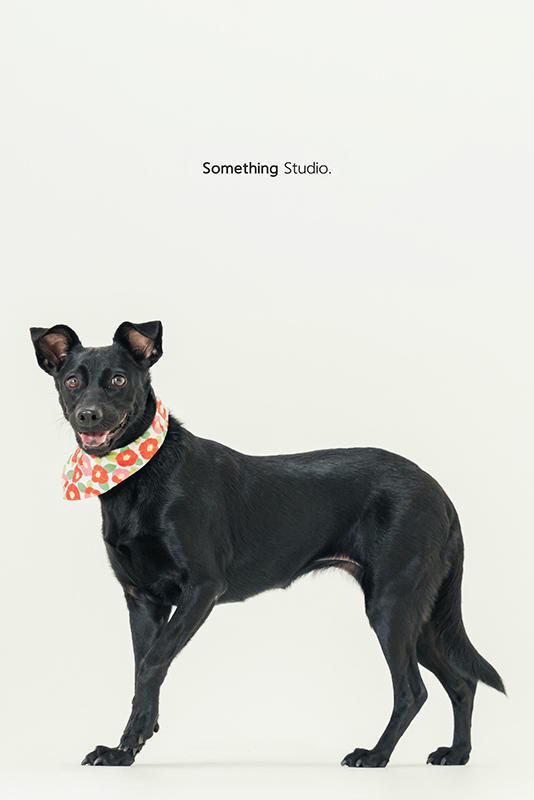 寵物攝影,米克斯,三牲,三牲工作室,somethingstudio,something,待領養,送養,中途攝影,黑狗
