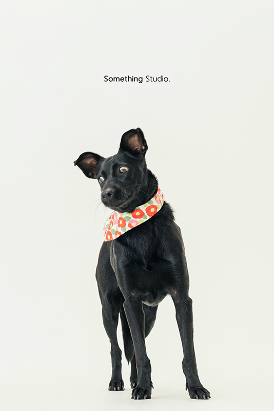 寵物攝影,米克斯,三牲,三牲工作室,somethingstudio,something,待領養,送養,中途攝影,黑狗