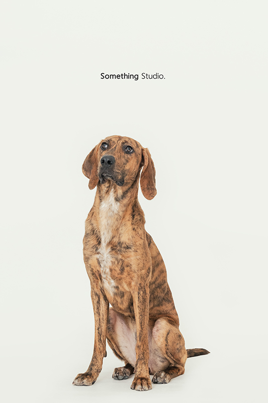 寵物攝影,米克斯,三牲,三牲工作室,somethingstudio,something,待領養,送養,中途攝影,虎斑,狗