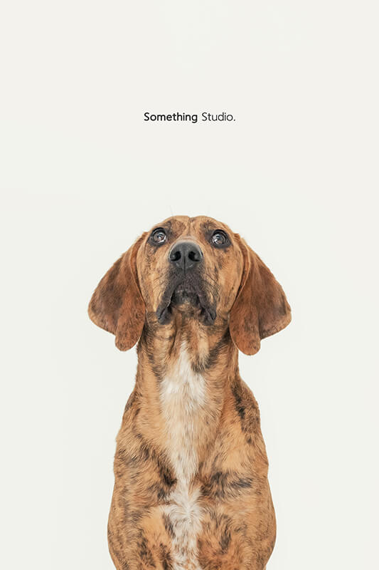 寵物攝影,米克斯,三牲,三牲工作室,somethingstudio,something,待領養,送養,中途攝影,黑狗