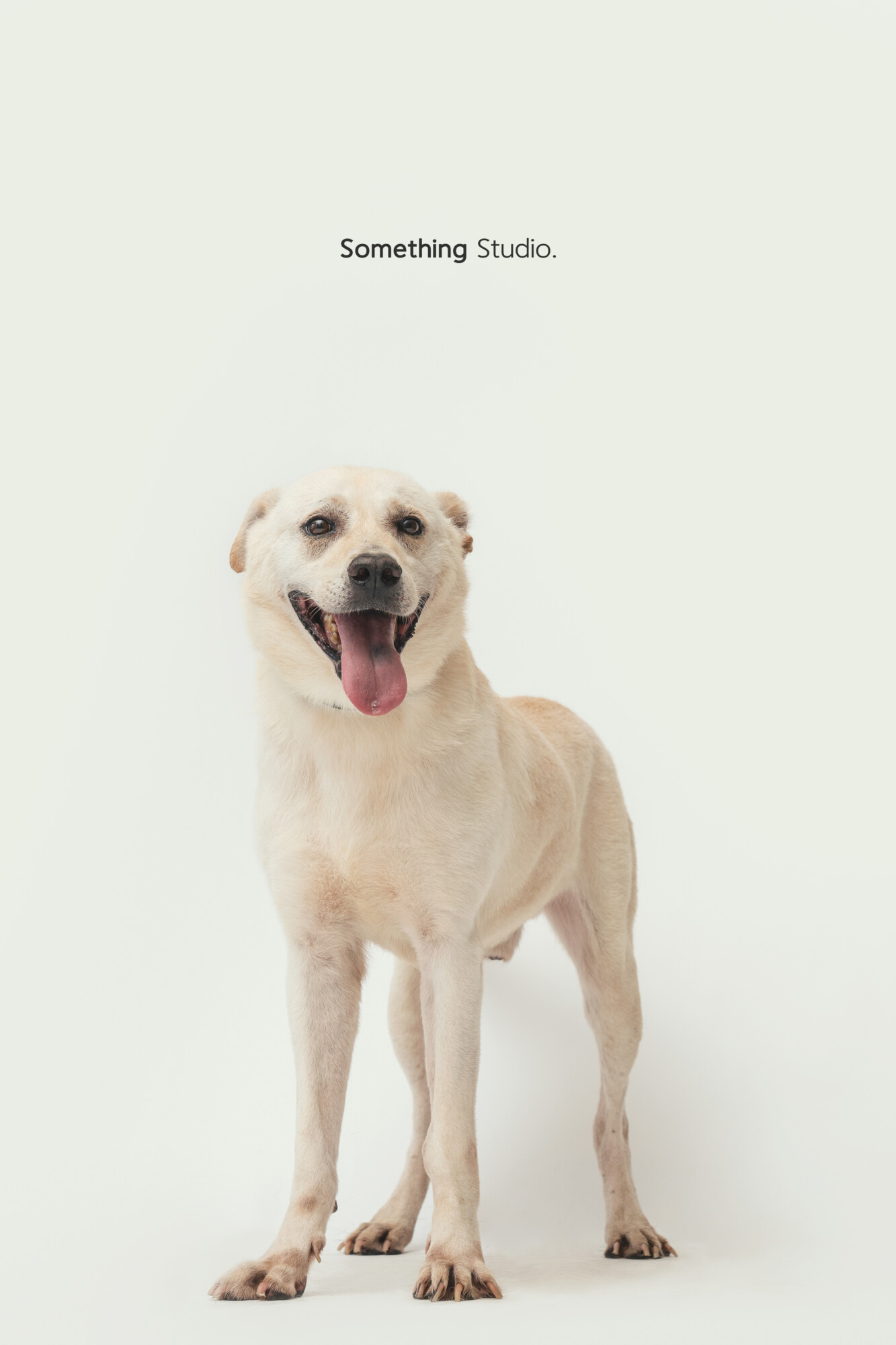 寵物攝影,米克斯,三牲,三牲工作室,somethingstudio,something,待領養,送養,中途攝影,白狗