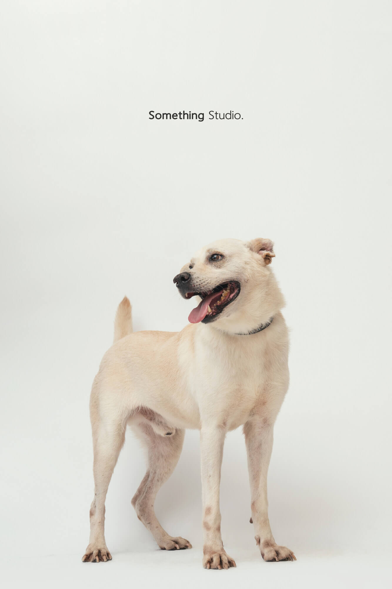 寵物攝影,米克斯,三牲,三牲工作室,somethingstudio,something,待領養,送養,中途攝影,白狗