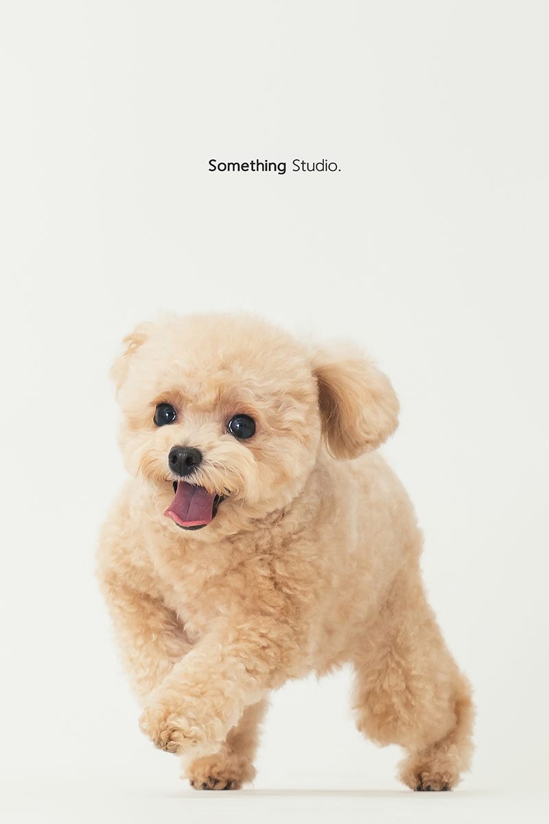 三牲工作室 ,somethingstudio,寵物,寵物攝影,寵物肖像,三牲,something,寵物,寫真,攝影,寫真,攝影工作室,中途,狗,貓,貴賓犬,奶油貴賓
