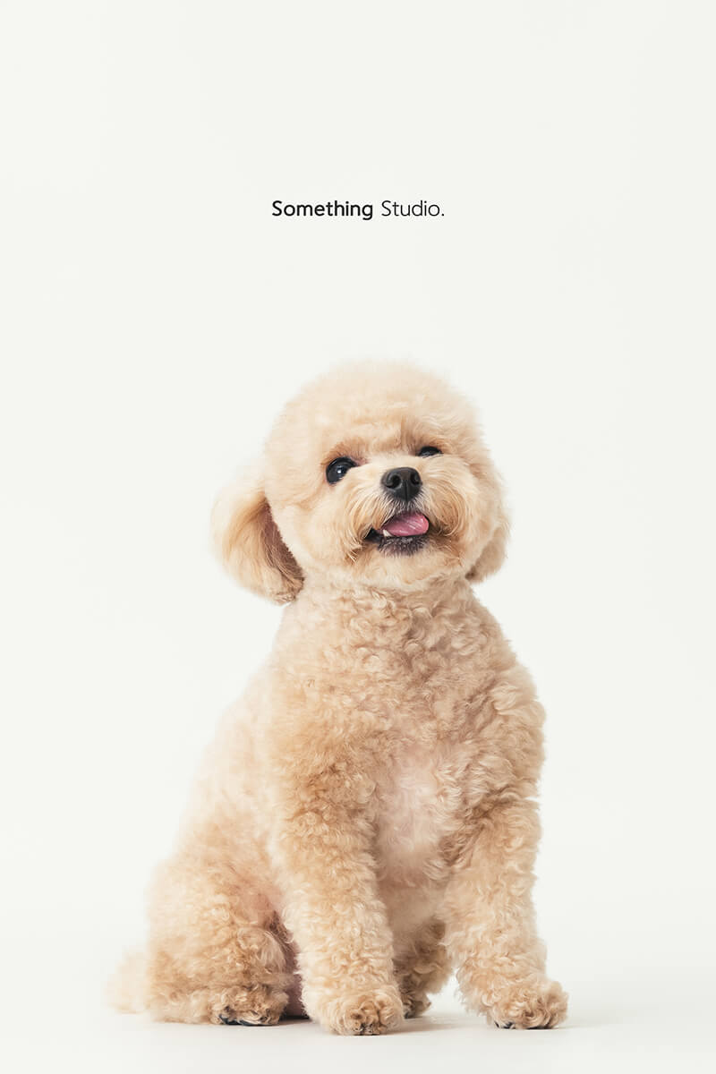 三牲工作室 ,somethingstudio,寵物,寵物攝影,寵物肖像,三牲,something,寵物,寫真,攝影,寫真,攝影工作室,中途,狗,貓,貴賓犬,奶油貴賓