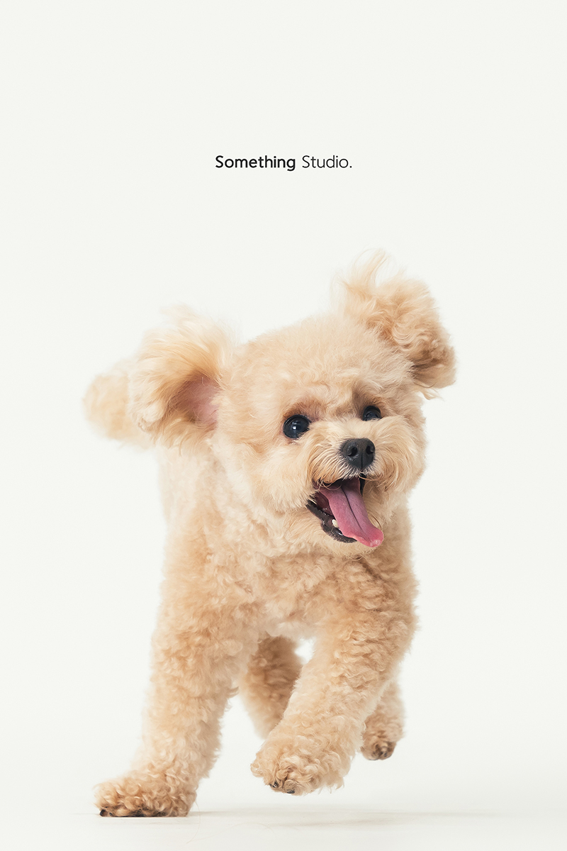 三牲工作室 ,somethingstudio,寵物,寵物攝影,寵物肖像,三牲,something,寵物,寫真,攝影,寫真,攝影工作室,中途,狗,貓,貴賓犬,奶油貴賓